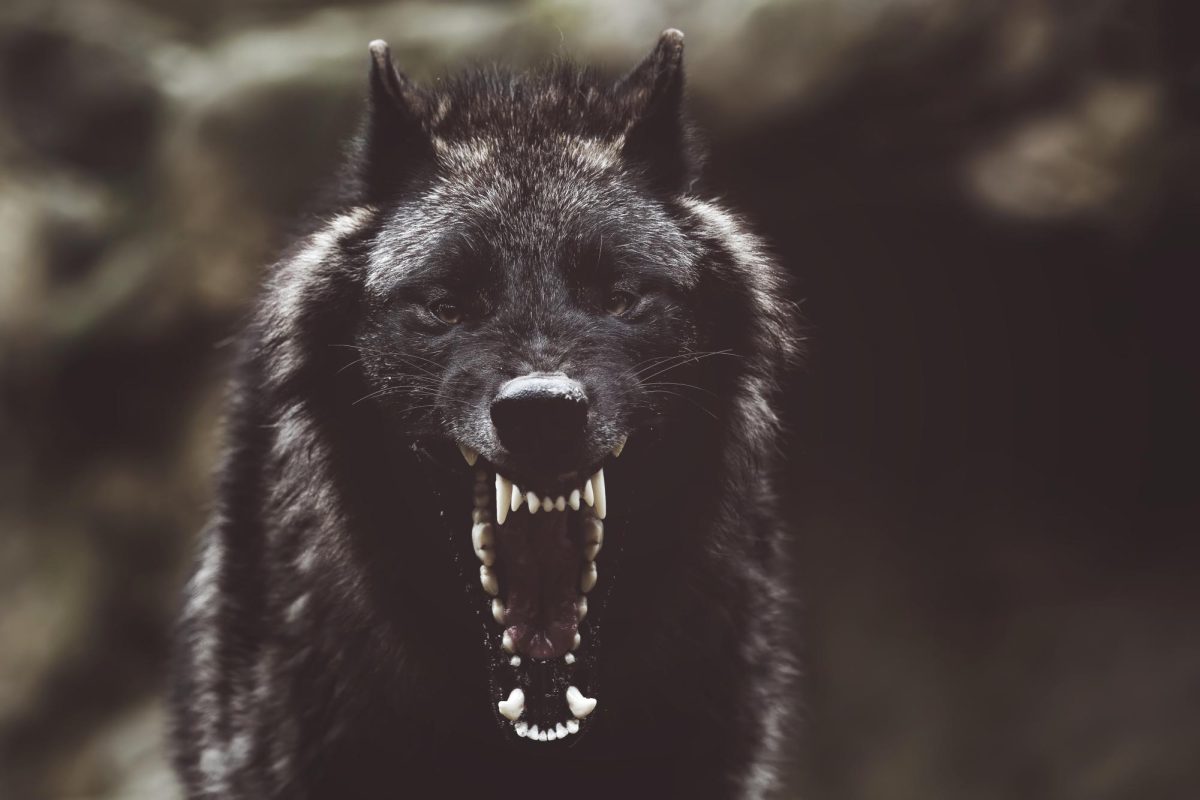 The fierce demeanor of the wolf mirrors that of the characters from 