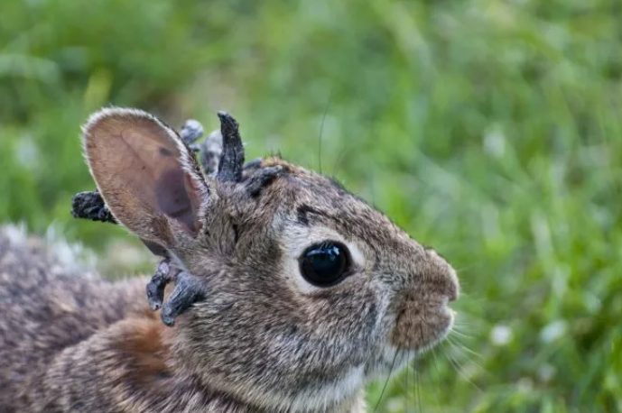 Bunnies become extremely sick and almost zombie-like after a few months. (NEWSWEEK)