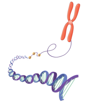 Once CRISPR-Cas9 is employed in cells, the enzyme acts as “scissors” and targets the Trisomy 21 cells. (Freepik)