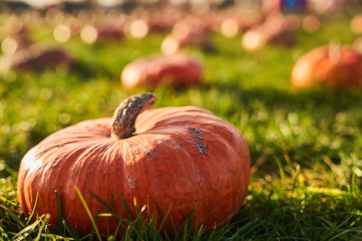 Students can enjoy the pumpkin patch and all the activities it has to offer. (FreePik)