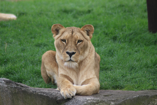 Zoos should increase safety precautions because incidents like this shouldn’t happen. (Freepik)